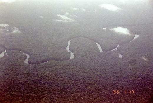 The Congolian forest